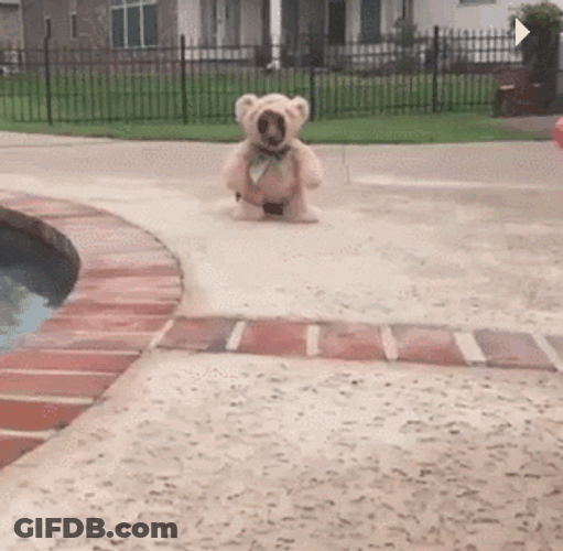 Cute Dog Teddy Bear GIF