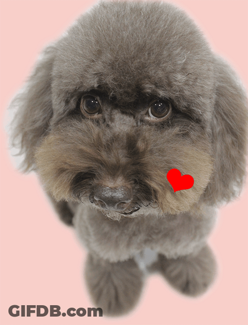 Cute Dog Toy Poodle GIF