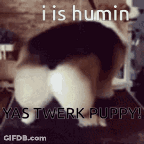 Cute Dog Twerking GIF