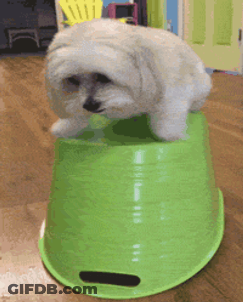 Cute Dog Under Shaking Basket GIF