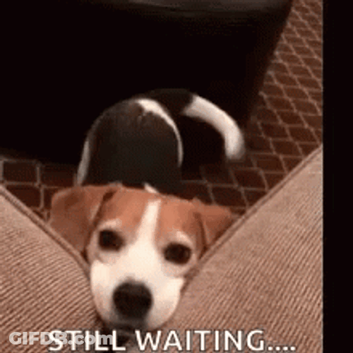 Cute Dog Wagging Its Tail Still Waiting GIF