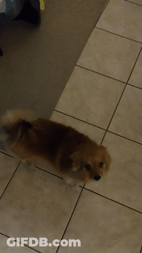 Cute Dog Wagging Tails GIF