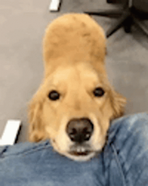 Cute Dog Waiting Patiently GIF