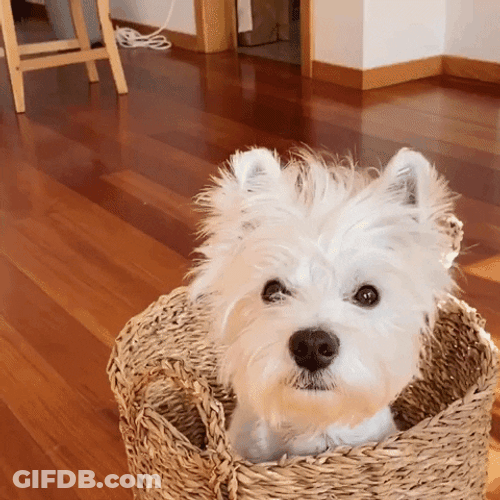Cute Dog White Terrier Basket GIF