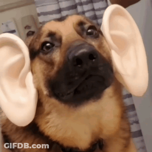 Cute Dog With Huge Ears GIF