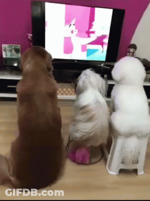 Cute Dogs Are Watching TV GIF