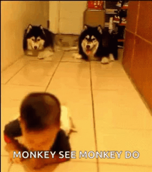 Cute Dogs Baby Monkey GIF