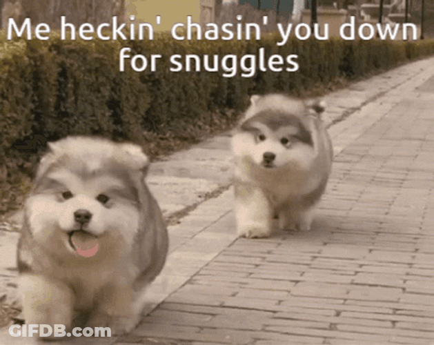 Cute Dogs Chasing For Cuddling GIF