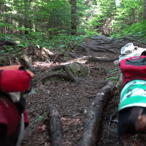 Cute Dogs Hiking In Wild GIF