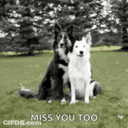 Cute Dogs Hugging Each Other Miss You Too GIF