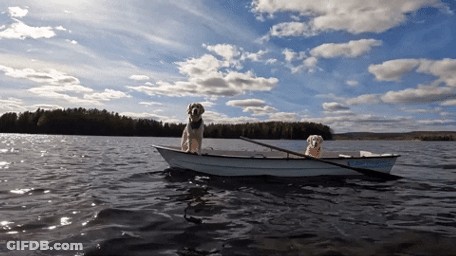 Cute Dogs Sitting Skiff GIF