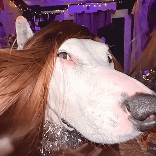 Cute Dogs Slay Her Hair GIF