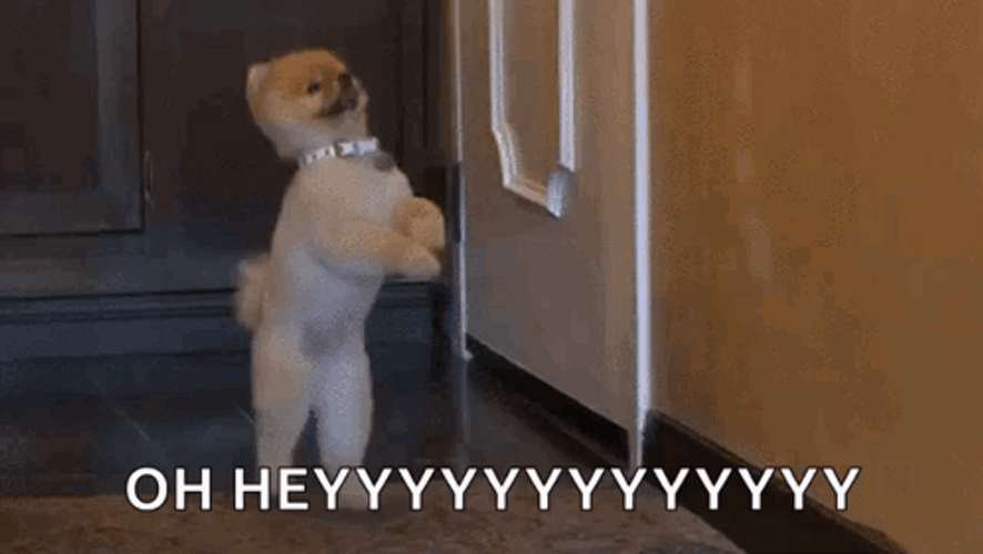 Cute Dogs Walking Oh Hey GIF