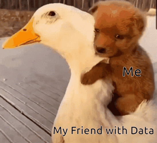 Cute Dogs With Friend Duck GIF