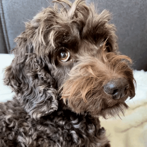 Cute Doxiepoo Dog Slow Blink GIF