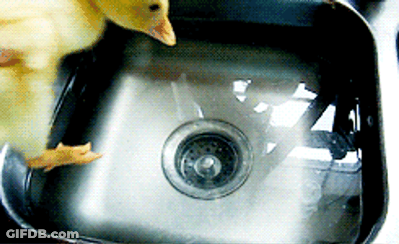 Cute Duck Bathing In Sink GIF