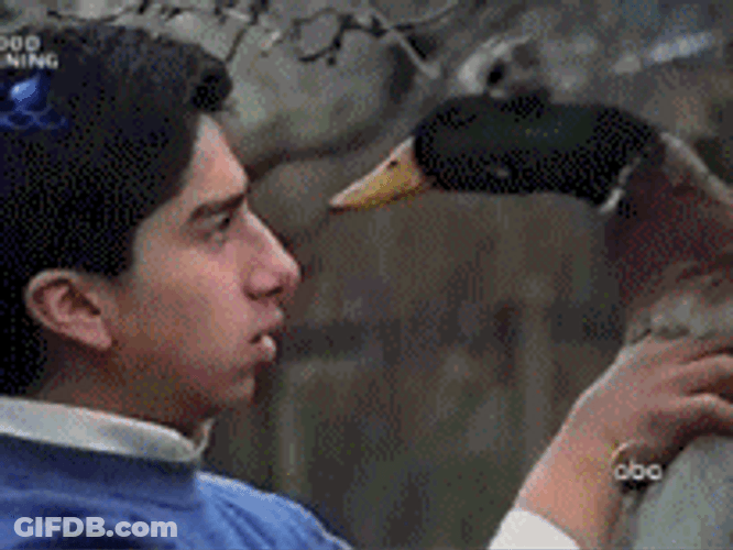 Cute Duck Biting Man's Nose GIF