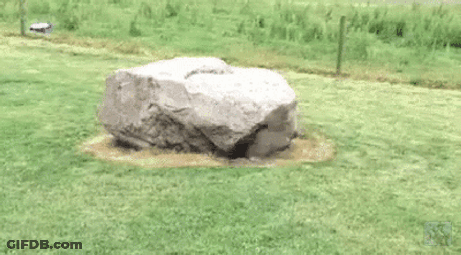Cute Duck Chasing Dog GIF