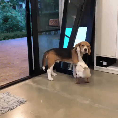 Cute Duck Cuddling With Dog GIF