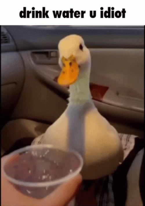 Cute Duck Drink Water U Idiot Meme GIF
