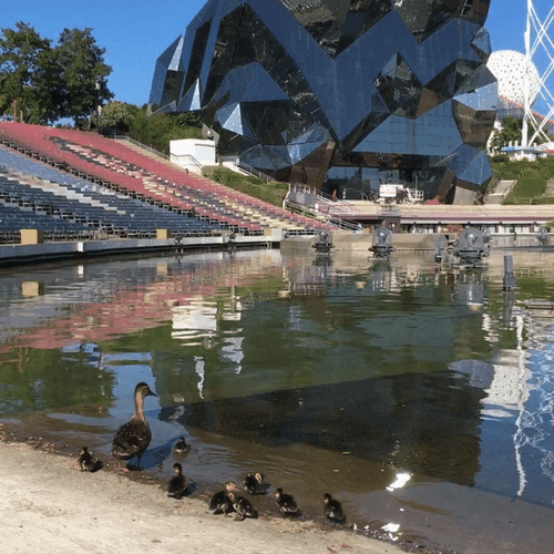 Cute Duck Family Swimming GIF