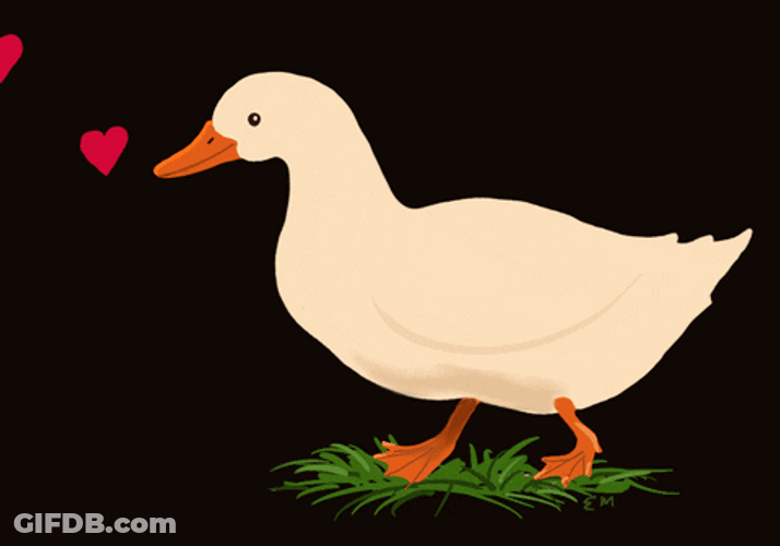 Cute Duck Hearts GIF