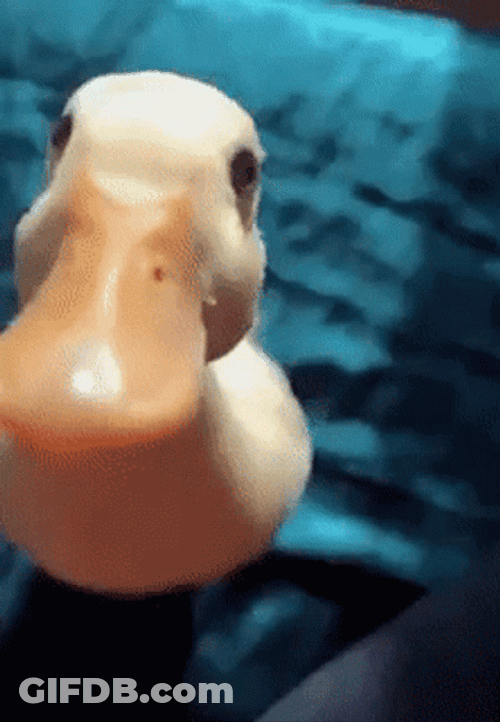 Cute Duck Hitting Camera GIF