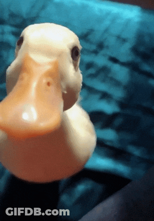 Cute Duck Jumping GIF