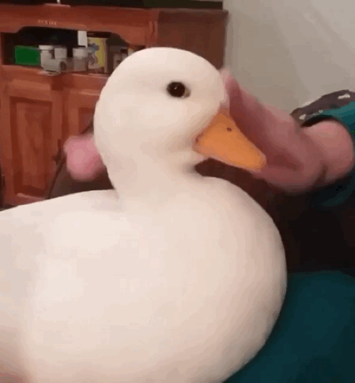 Cute Duck Loves Petting GIF
