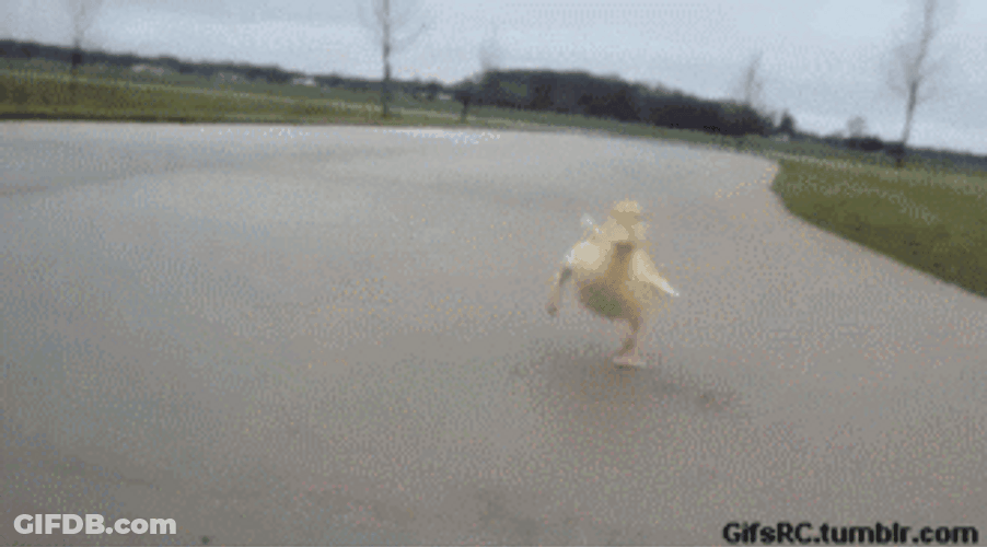 Cute Duck Shaky Run GIF