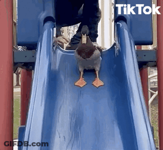 Cute Duck Sliding GIF