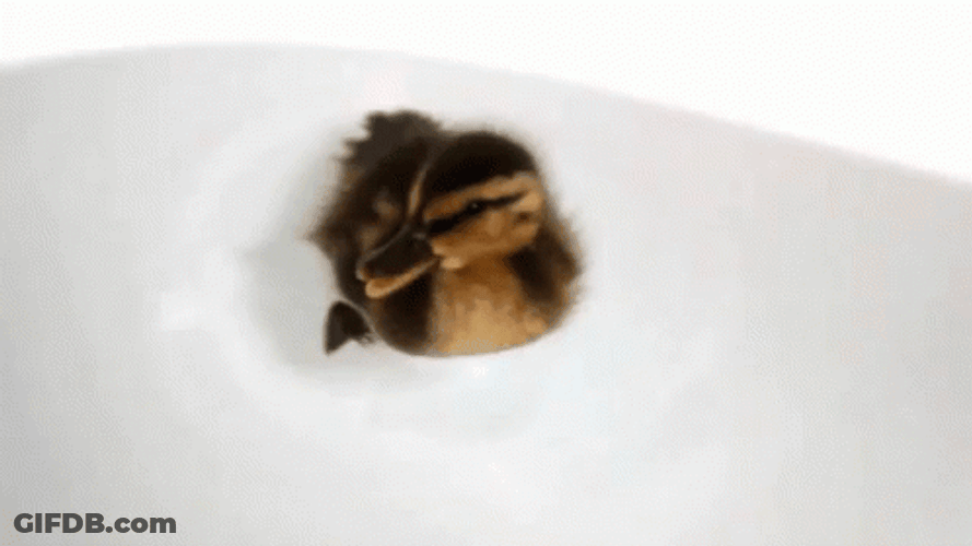 Cute Duck Swimming In Tub GIF