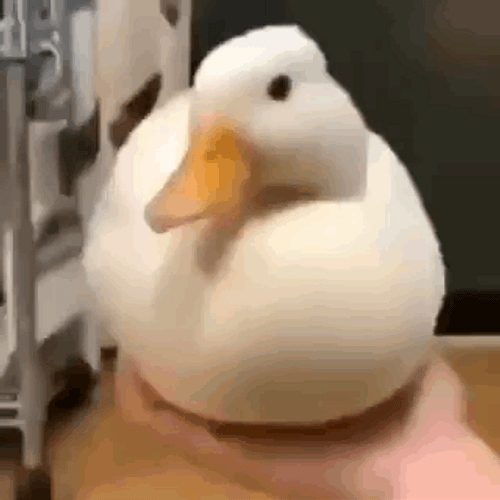 Cute Duck Vanishing Meme GIF