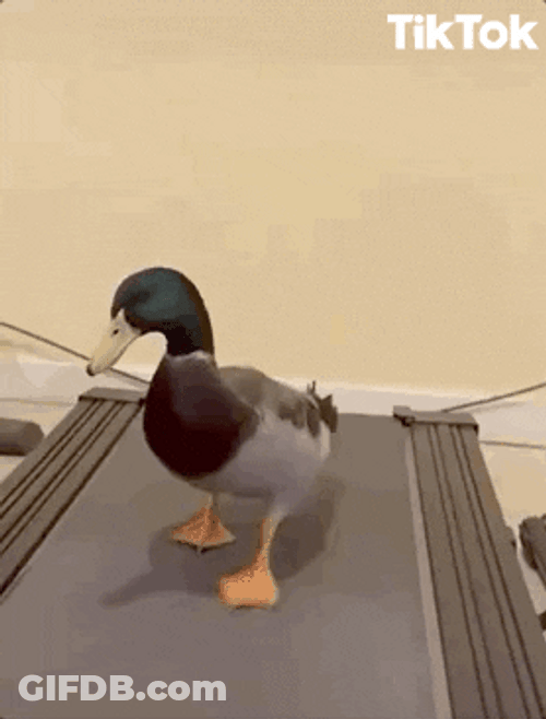 Cute Duck Walking On Treadmill GIF