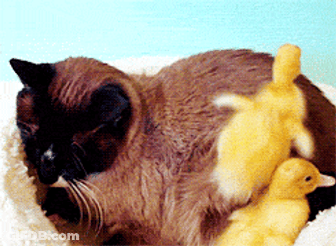 Cute Ducks Climbing On Cat GIF