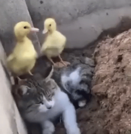 Cute Ducks On Top Of Cat GIF