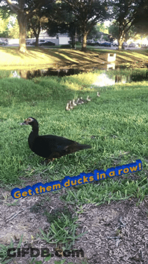 Cute Ducks Running On Field GIF