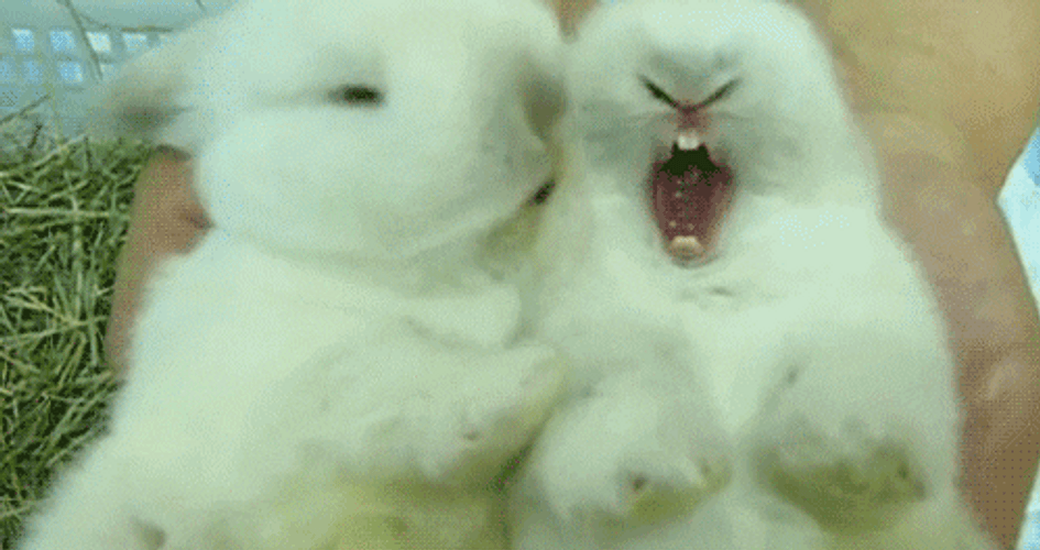 Cute Easter Bunnies Kissing GIF