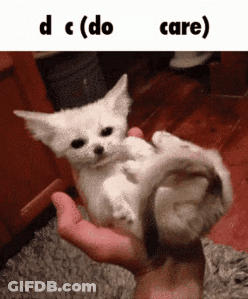 Cute Fennec Fox Curled Up GIF