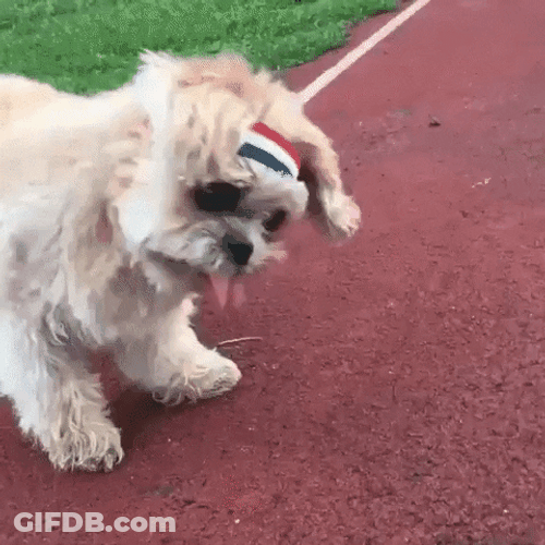 Cute Fitness Dog GIF