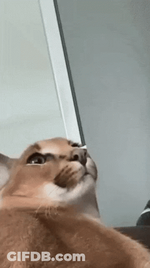 Cute Floppa Getting Dressed Up GIF