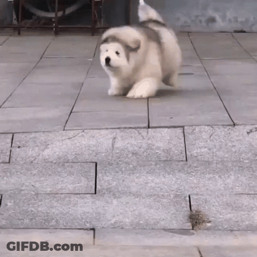 Cute Fluffy Dog Running GIF