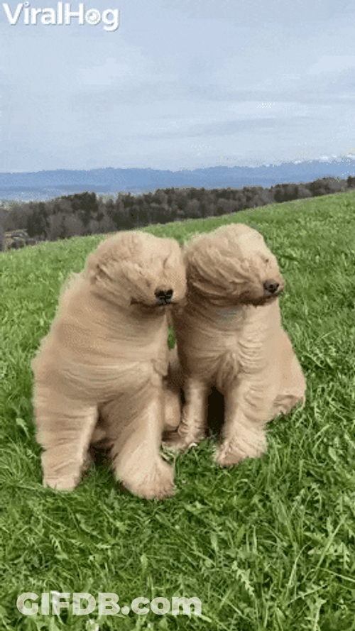 Cute Fluffy Dogs Vs. Strong Wind GIF