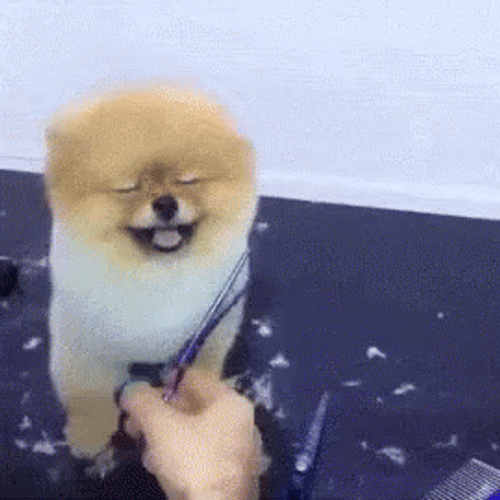 Cute Fluffy Puppy Haircut GIF