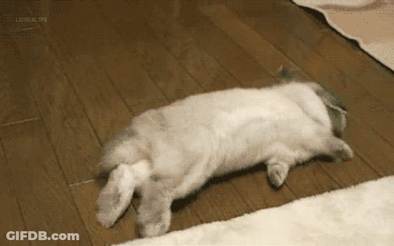 Cute Fluffy Rabbit Rolling GIF