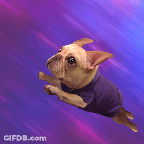 Cute Flying Bulldog GIF
