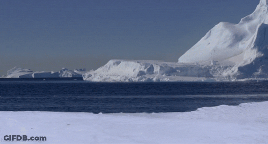 Cute Flying Penguin Waddles GIF