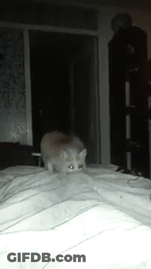 Cute Fox Jumping On Bed GIF