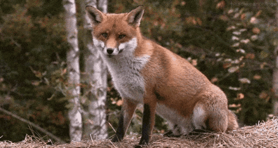 Cute Fox Laser Eyes GIF