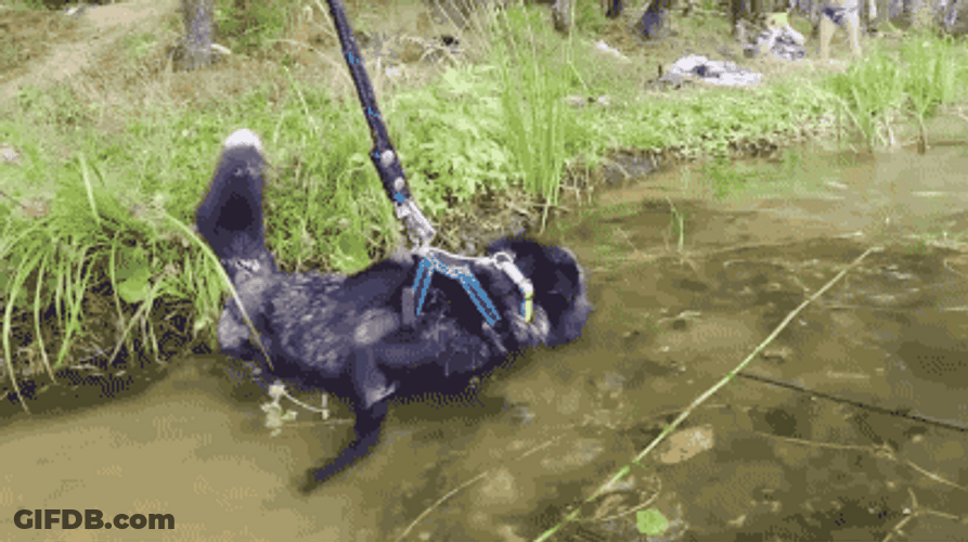 Cute Fox Running On River Water GIF
